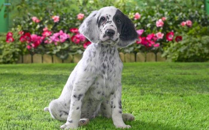 pennut English Setter