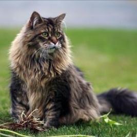 Kauneimmat kissat maailmassa. Maine Coon