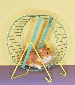 hamsterin kotihoito