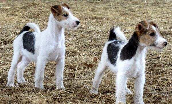 Päällystetty Foxterrier