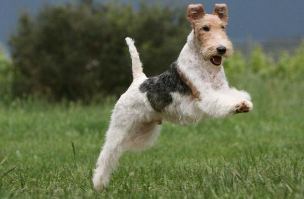 Rotu Foxterrier