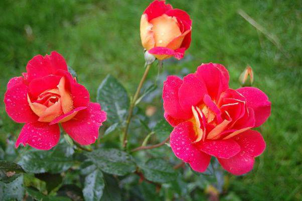 Hybrid Tea Rose Monica