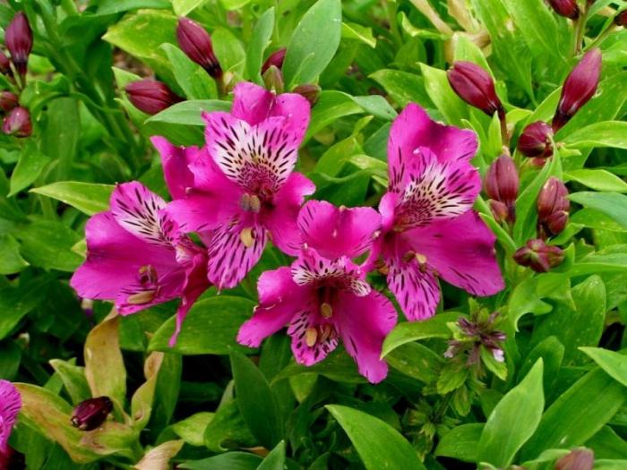 Alstroemeria kukat - sisustus puutarhaan