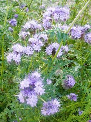 Phacelia - viljely ja hoito