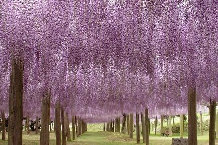 kukinnan Wisteria