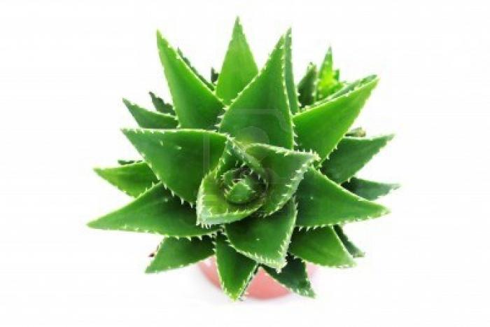 aloe -siirto