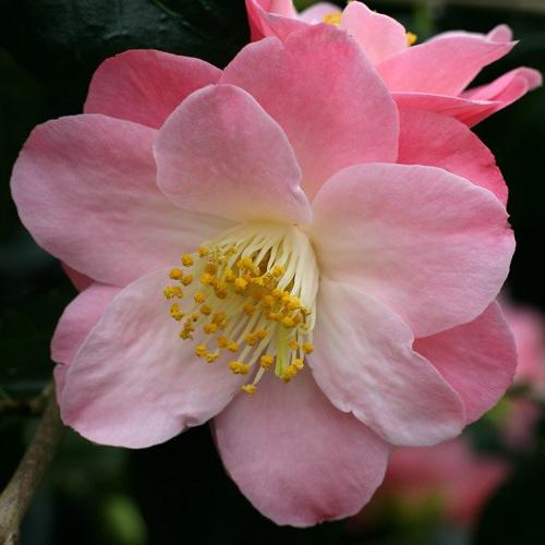 Camellia Japanese - kukkivat kauneutta