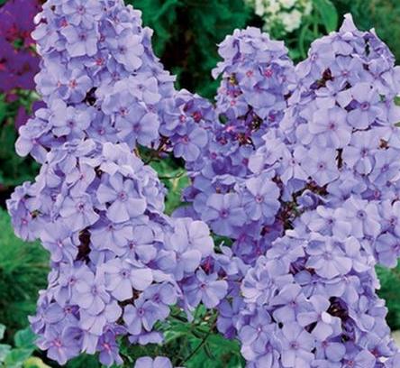 Monivuotinen phlox kauneutta ja aromia varten