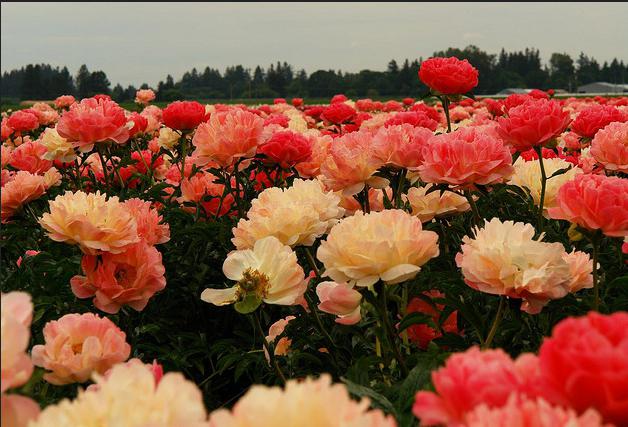 peony saniainen-kukka koralli auringonlasku 