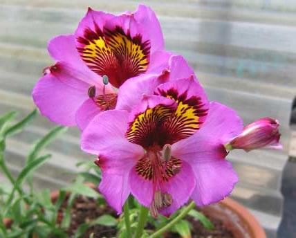 alstroemeria hoito