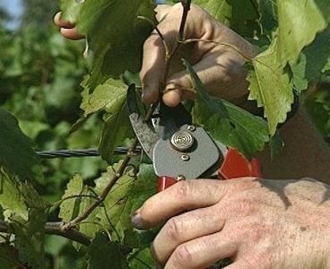 viinirypäleiden agrotekniikka