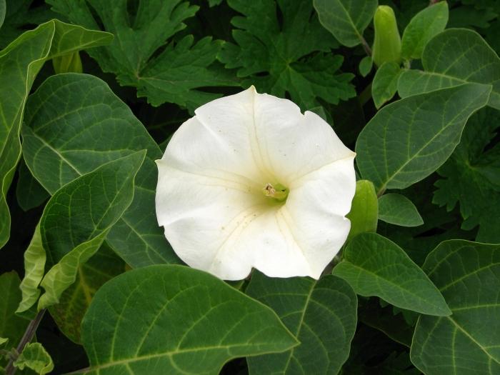 kukkia datura kuva