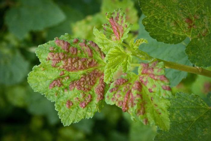 Pink Currant: lajikkeiden kuvaus, viljelyn ja arvostelujen erityispiirteet