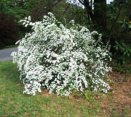 Nippon spirea on erinomainen valinta