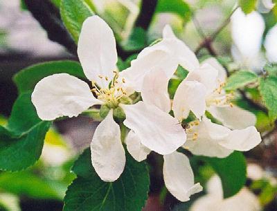 Omenapuuta "kovalenkovskoe": lajikkeen kuvaus ja hoito