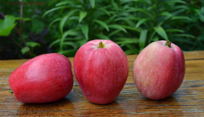 omenapuu kesä raidallinen kypsyys