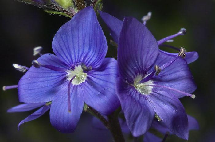 Enkeli päivä. Veronica - nimensä mysteeri