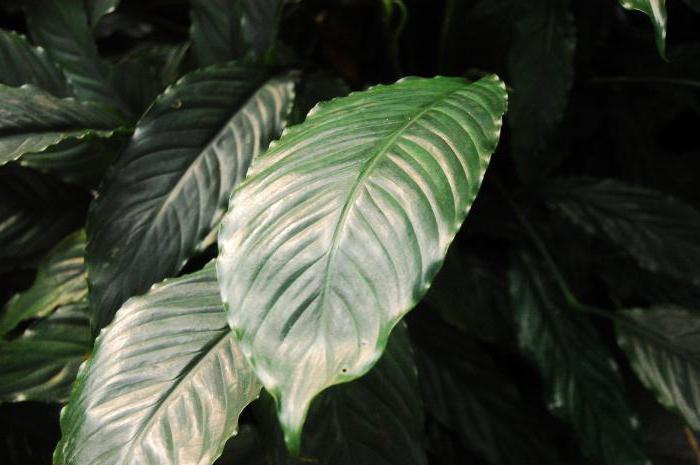 Spathiphyllum: merkit ja taikauskoiset