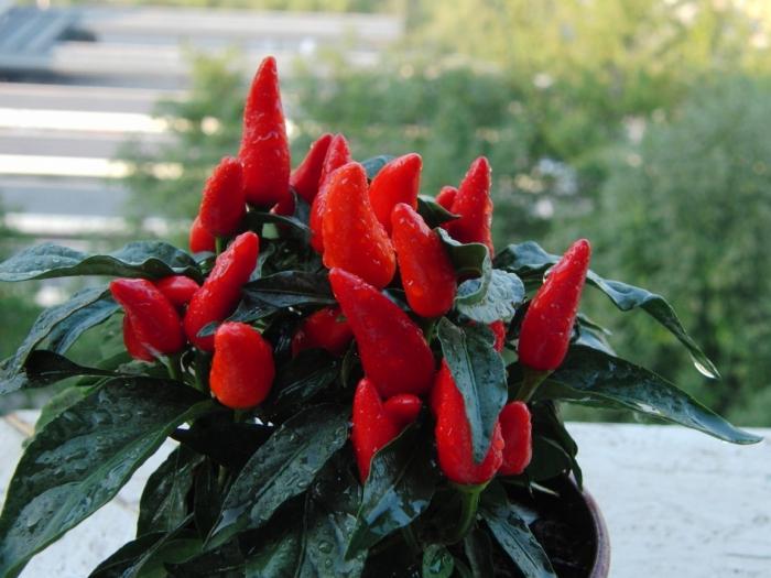 Red capsicum kutsutaan 