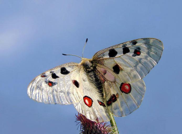 Butterfly Apollo: mielenkiintoisia faktoja ja kuvausta