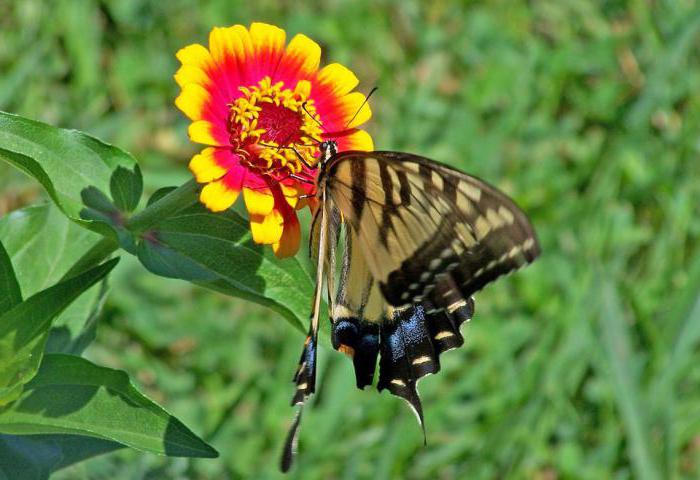 Alaryhmien perhonen: kuvaus, elinkaari, luontotyypit. Swallow machaon