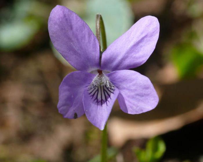 Violetin koira: kuvaus, kuva