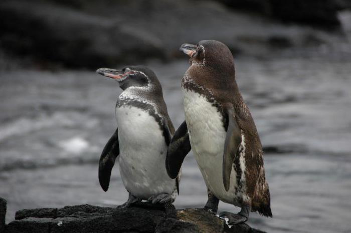 Galapagos pingviini: asuminen, ruoka, mielenkiintoiset tosiasiat