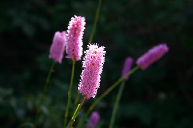 Highland Serpent (Poligonum bistorta L.)