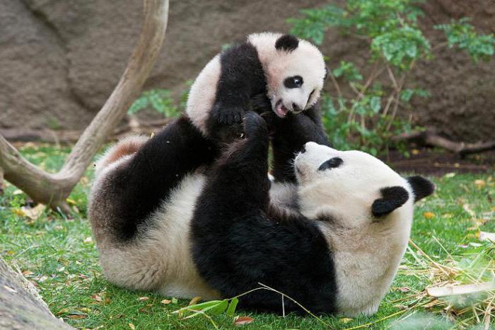 Mielenkiintoisia tietoja pandaista, jotka osuvat moniin
