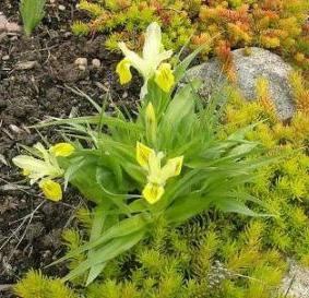 iris bulbous