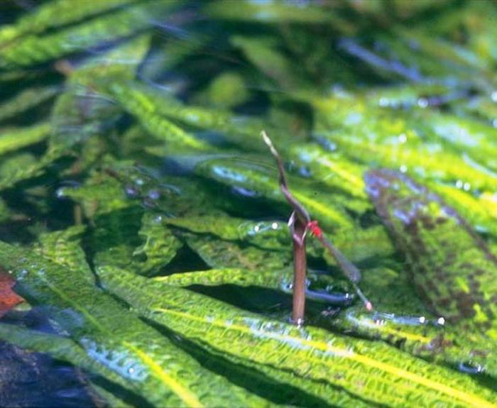 cryptocoryne aponogetonoletic alkuperää 