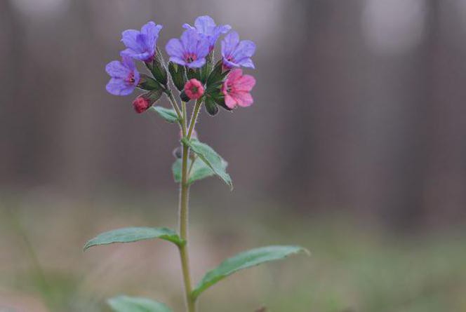 Meduchnitsa on epäselvä - lääkekasvi