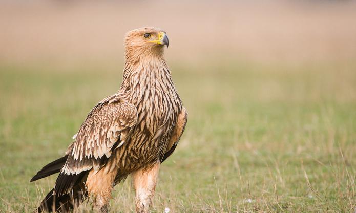 Hautausmaa on kotka, joka on lueteltu punaisessa kirjassa. Imperial Eagle: kuva kuvauksella