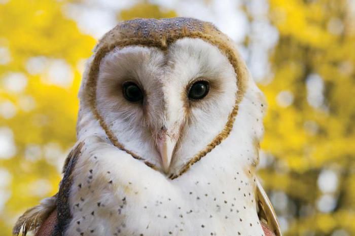 barn owl