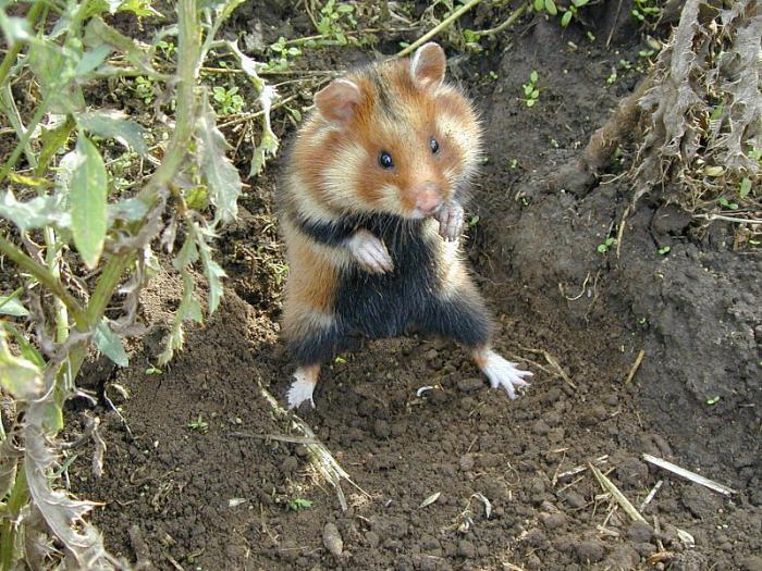 Tavallinen hamsteri: kuvaus, sisältö ja valokuvat