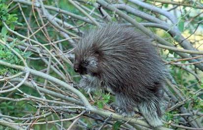 porcupine eläin