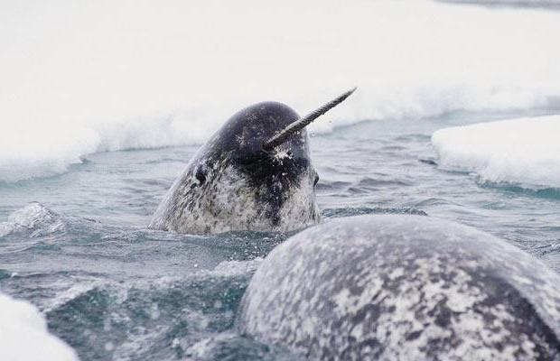 Löytö William Baffin - Arctic-altaan merestä, pesemällä Grönlannin länsirannikkoa