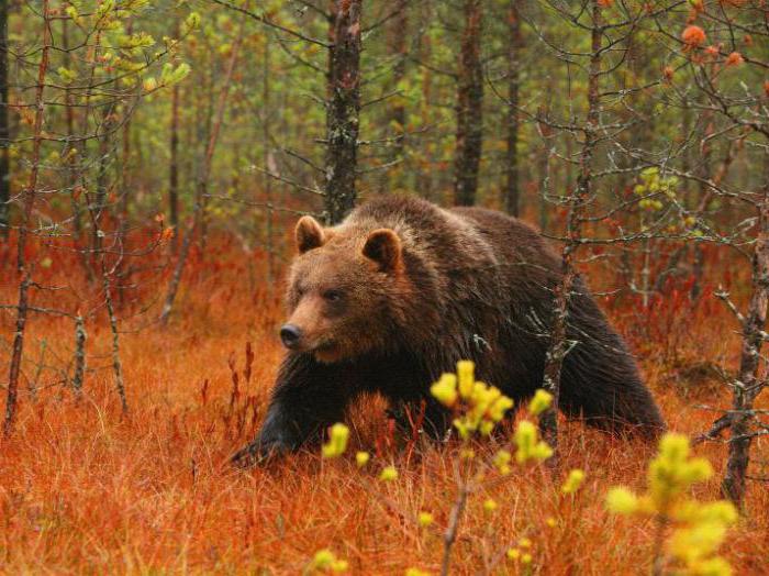 Polessky-säteily-ekologinen reservi: perustamisen päivämäärä, koulutuksen tarkoitus, alue, suojelun järjestelmä, kuva, kuvaus. Missä on Polessky State Radiation Ecological Reserve?