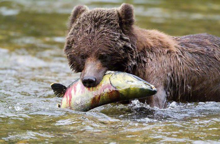 Alaskan luonto: alueen ilmasto, avustus, kasvisto ja eläimistö