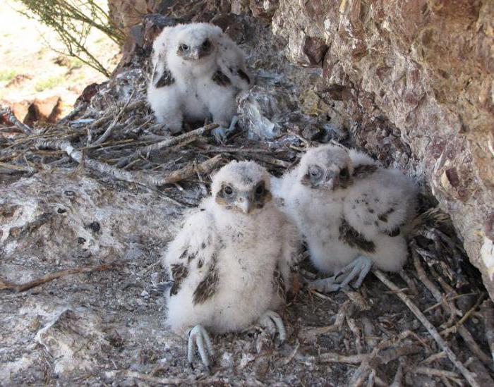 Saker Falcon Prey-lintu