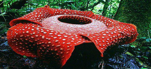 rafflesia kukka 