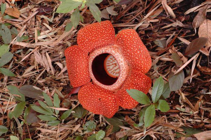 rafflesia arnoldi kukka 