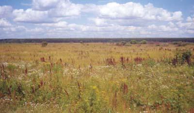 mikä on steppe