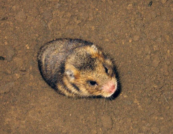 steppe hamsterin kuvaus