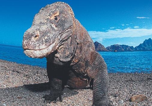 Dinosaurusten varjo. Komodo 