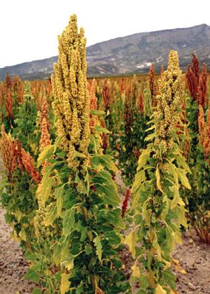 Quinoa-ruoho on rikkaruohoa tai lääkettä?