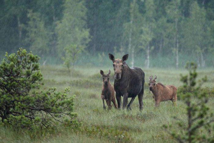 Zapovednik Polistovsky: valokuvia, asukkaita