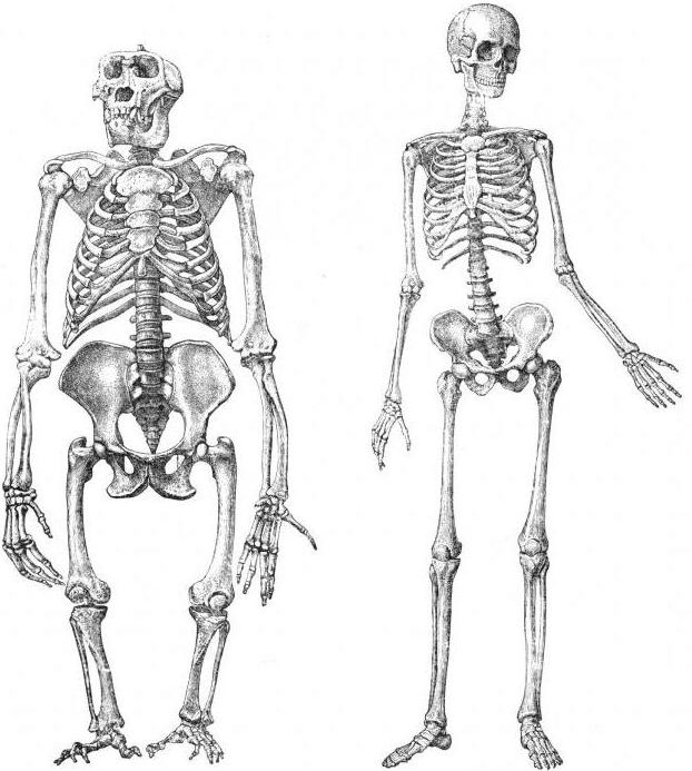 Biologian morfologia: käsitteen merkitys