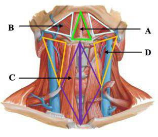 kolmion kaulan anatomia