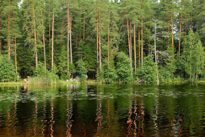 järvi hauki hyttynen miten päästä